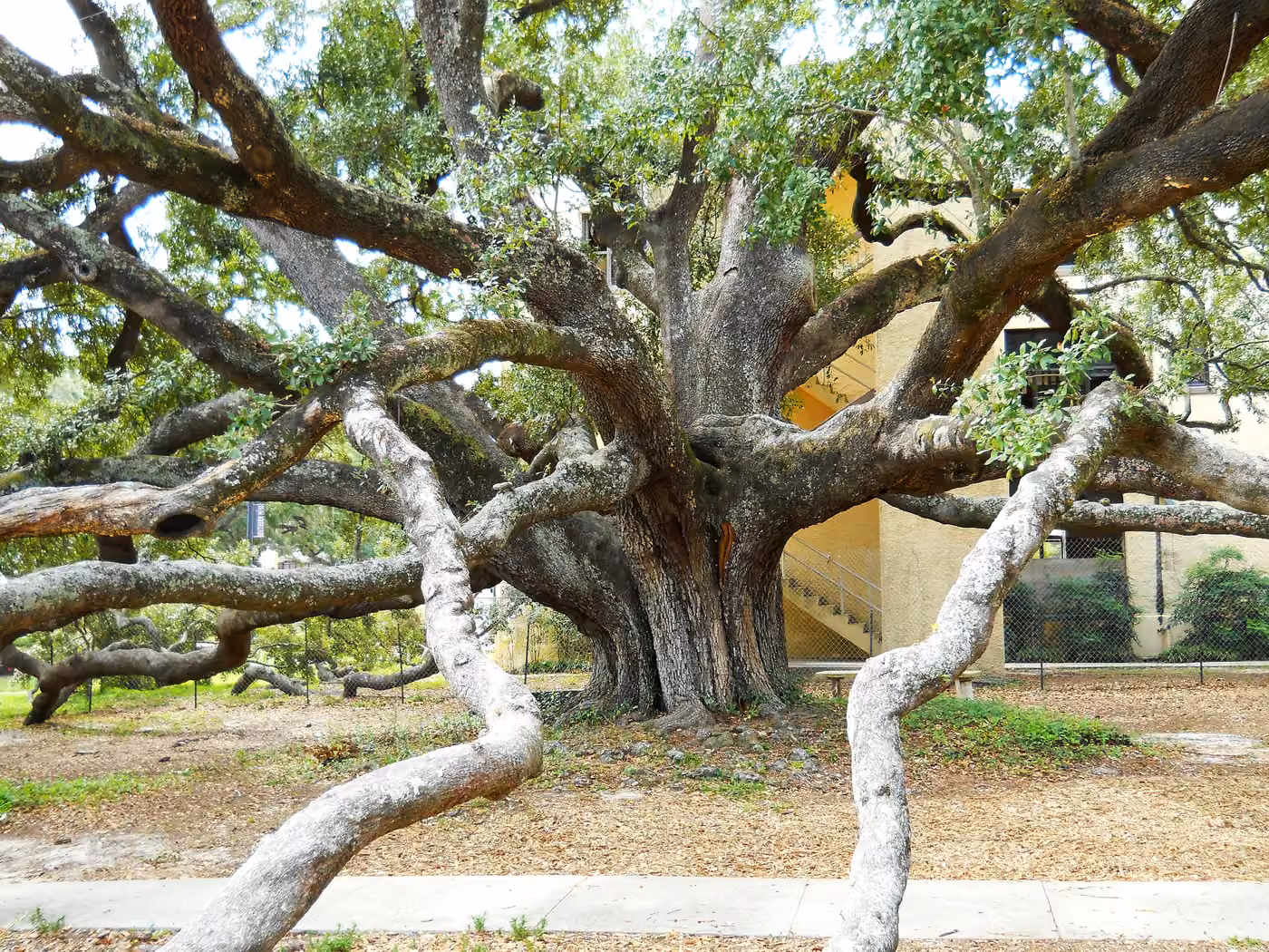 Spreading limbs of Friendship Oak in Long Beach